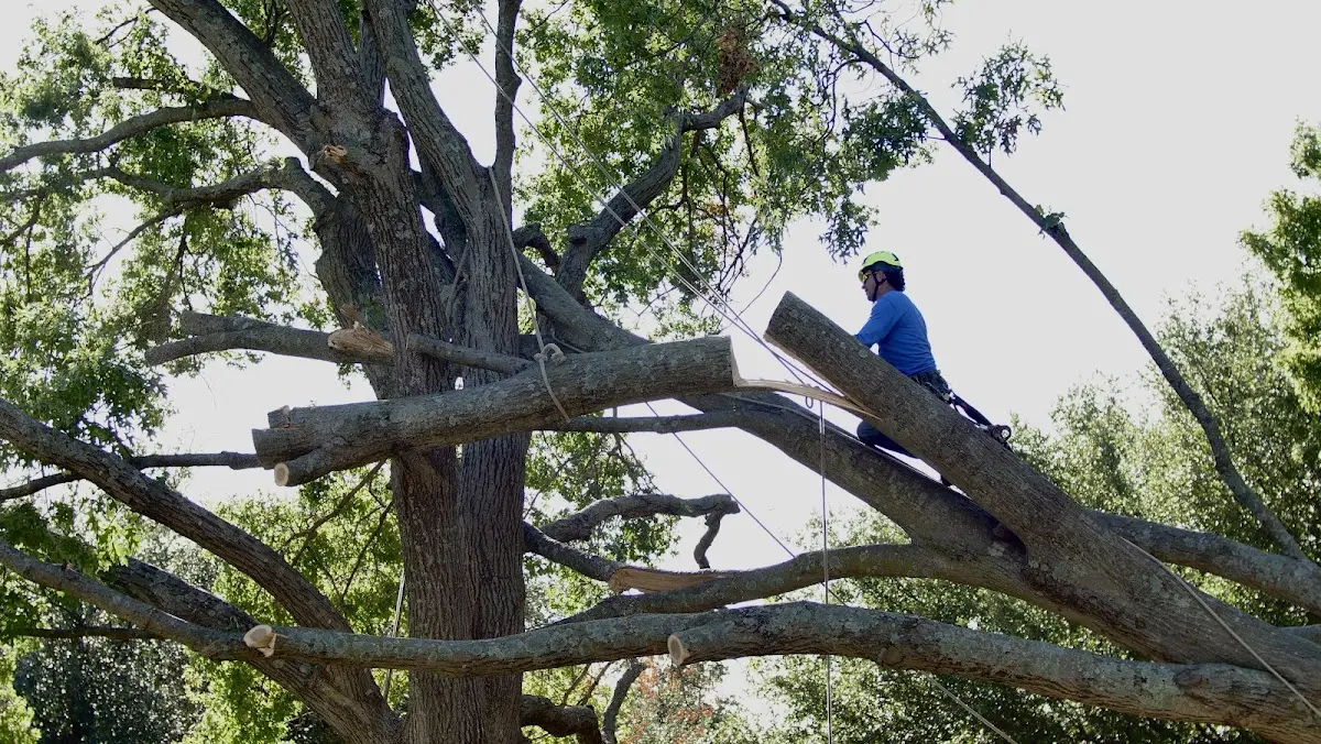 Professional Crown Thinning performed by certified arborists in Allardt